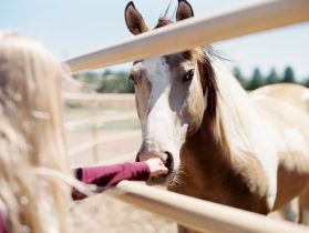 Czy obecność konia w życiu dziecka może pozytywnie wpływać na jego rozwój?